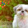 Como preparar festas juninas seguras e divertidas para cães