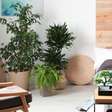 Plantas que Melhoram Seu Sono e Sua Saúde