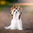 Biewer terrier: conheça as características do cachorro dessa raça