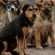 O amor é de todos: como os cachorros comunitários transformam vizinhanças inteiras