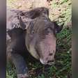 Anta "Neymar" morre após ser resgatada vítima de caça ilegal no interior de SP