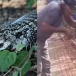 Trabalhador tenta dar água para lagarto e perde parte do dedo em ataque em MT