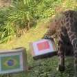 Onça-pintada do zoológico de Gramado prevê resultado da estreia do Brasil na Copa do Mundo