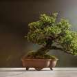 Bonsai encanta pela beleza delicada e pela sensação de serenidade