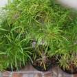 Árvore-da-felicidade: como cultivar a planta que atrai prosperidade e renova a decoração interna