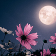 Descubra como sua Lua no mapa astral influencia suas emoções