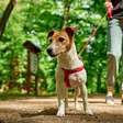 Cuidados Essenciais para Fazer Trilhas com seu Cachorro