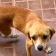 Cirurgia de cachorrinha encontrada na rua: solidariedade para salvar uma vida