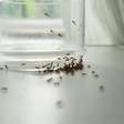 É um ingrediente culinário, mas muitos o utilizam para repelir formigas naturalmente