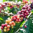 Biodiversidade no cafezal: pesquisa revela que aves ajudam a proteger plantações de café