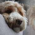 Por que os cães suspiram? Entenda os motivos por trás desse comportamento