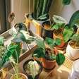 Ar-condicionado natural? 5 plantas que ajudam a deixar a casa mais fresca nos dias quentes