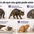 Gato com dor: sinais que muitos tutores não percebem