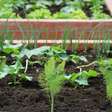 Comece a cultivar temperos frescos e decorar seu espaço