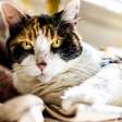 Terceira idade felina: 7 mudanças comportamentais de gatos idosos