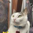5 nomes para gatos inspirados na cultura geek