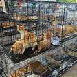 Rede que roubava gatos para consumo humano é desmantelada no Vietnã e centenas de animais são salvos