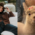 Ana Castela viaja 1.700 km para adotar alpaca em Santa Catarina