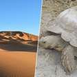 Para conter a desertificação do Sahel, na África, cientistas tentaram uma nova estratégia: soltar 500 tartarugas
