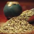 Como funciona a produção da erva-mate nas ervateiras