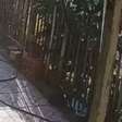 Homem é preso por maus-tratos após agredir cachorro com pedaço de madeira no Litoral Norte do RS