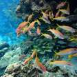 O mundo acertou proteger 30% dos oceanos até 2030, mas a proteção marinha não pode ser avaliada apenas com base na área