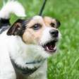 Por que os cães latem demais e como reduzir o problema