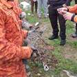 Polícia encontra criadouro de jacarés em operação contra o tráfico de drogas em Belford Roxo