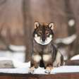 Shikoku: conheça as características do cachorro dessa raça