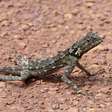 Conheça o tamanquaré, lagarto amazônico que intriga cientistas com habilidade impressionante de locomoção