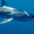 Tudo sobre o tubarão-mako: o predador mais veloz dos oceanos