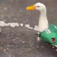 Conheça Merlin, o pato que viralizou após ser visto usando a camiseta do México na Copa do Mundo
