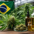 Brasil debate custos da cannabis medicinal