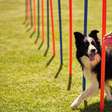 Os 10 cães mais inteligentes do mundo, segundo ciência