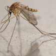 Com aumento do calor, Escócia enfrenta proliferação de mosquito que transmite o vírus Usutu