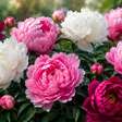 Peônias: as flores exuberantes que conquistaram jardins pelo mundo
