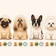 Existem cachorros para apartamento que ficam bem sozinhos?