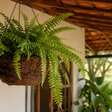 Xaxim: o tradicional aliado de orquídeas, samambaias e outras plantas ornamentais.