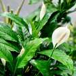 Como cuidar do lírio-da-paz: a planta quase imortal que purifica o ar e floresce o ano todo