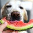 Frutas que cães não podem comer: conheça 10 opções que podem fazer mal aos pets
