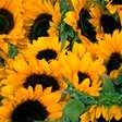 Girassóis: o fascínio das belas flores que seguem a luz do sol