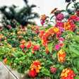 Nem gerânios, nem petúnias: esta é a planta que lhe dará flores o ano todo