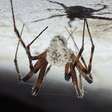 Descoberta na Amazônia revela aranha que imita fungo parasita e usa camuflagem para sobreviver e caçar