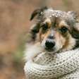 Cuidados com pets no inverno: como protegê-los das baixas temperaturas