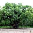 Ícone de Robin Hood, o Major Oak é declarado morto após mais de mil anos na Sherwood Forest