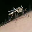 Diga adeus aos mosquitos: aprenda o truque do papel higiênico