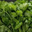Como plantar salsa em qualquer lugar e colher o ano inteiro?