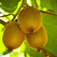 Como cultivar kiwi em casa? Veja dicas para colher frutos rapidamente