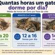 Quantas horas um gato dorme por dia? Veja o que é normal em cada fase da vida