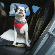 Veja como garantir o transporte seguro de pets em veículos e evitar acidentes no trânsito